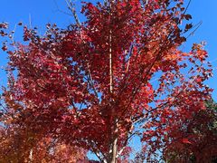 -北京西山国家森林公园