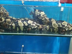 水产区-港畔赶海蒸汽海鲜烧烤自助(仙螺岛店)