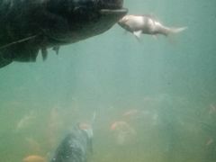 android_upload_pic-薛阿婆(北美新天地中心店)