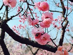 -无锡梅园公园