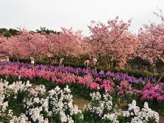 -天适樱花悠乐园