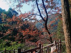 -广州市石门国家森林公园