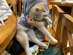 -山西派脂油饼(众创店)