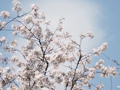 -徐家汇源景区-衡山公园