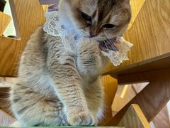-MOCHA明星猫咖(田子坊店)