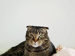 -纳吉亚猫专科动物诊疗中心(蒋宅口分院)