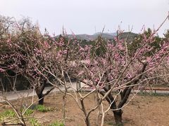 -红螺寺