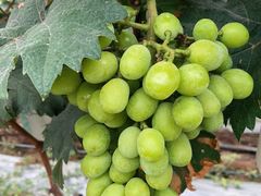 -麦园农庄·西江河鲜