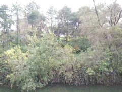 -三水森林公园