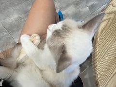 -楼上猫咖(罗湖店)