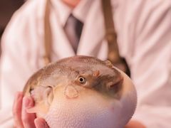 -鳥喜Toriki怀石烧鸟料理