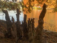 -上海海湾国家森林公园