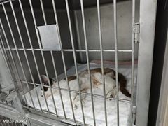 -派特宠物医院(圆融广场店)