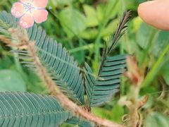 -黄埔油麻山森林公园