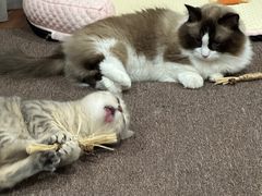 -四月宠物医院·猫专科·心脏专科·内科(转塘店)