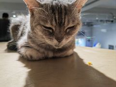 -more than meow吴止猫主题餐厅(承德 中船汇店)