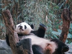 -广州长隆野生动物世界
