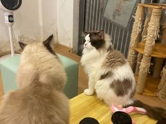-猫在这儿猫咪咖啡馆·撸猫馆