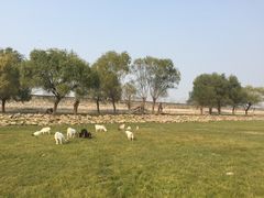 -湖南东洞庭湖国家级自然保护区