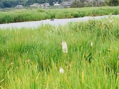 腾冲北海湿地保护区-腾冲北海湿地
