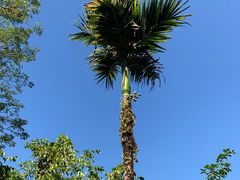 -海南槟榔谷黎苗文化旅游区