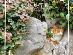 -静安公园(静安寺街道)