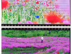 -花开海上生态园