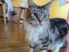 -喵小馆·猫咖狗咖猪咖·饮品店