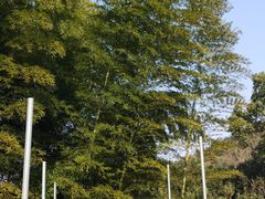 -树山生态村