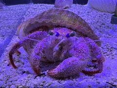 -中央电视塔旋转餐厅
