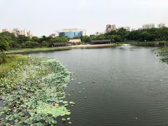 -映月湖公园