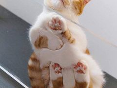 -鲜芋仙Meet Fresh(五道口店)