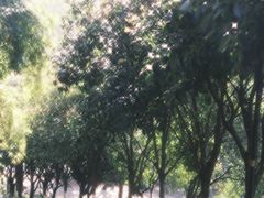 -龙头寺公园