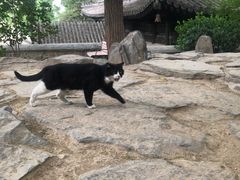 -大觉寺-停车场