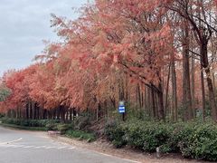 -上海海湾国家森林公园