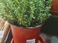 百里香-果蔬好生活超市(新荟城店)