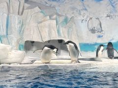 -海合安天津极地海洋公园