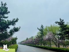 -济南百里黄河风景区