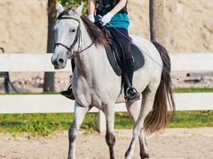 -北京群众马术培训基地