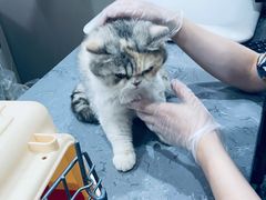 -四月宠物医院·猫专科·心脏专科·内科(转塘店)