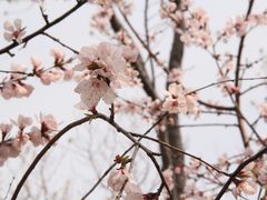 -桃花堤公园