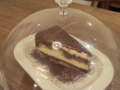-滚猫咖啡·猫咖·猫友好撸猫(未来城店)