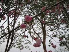-天适樱花悠乐园