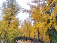 -大兴滨河森林公园