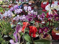 -越秀西湖花市(广州城市广场花卉店)