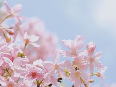 -天适樱花悠乐园