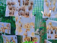 -上海大自然野生昆虫馆
