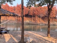 -合肥滨湖国家森林公园