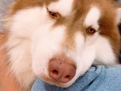 -Dog in Town Ekkamai