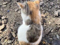 -龙华素斋(龙华路店)